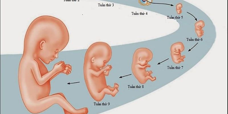 Sự Phát Triển Của Thai Nhi 6 Tuần Tuổi