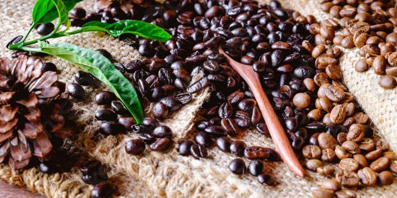 Tìm hiểu về cà phê hữu cơ: Tại sao nên chọn cà phê sạch và bền vững?