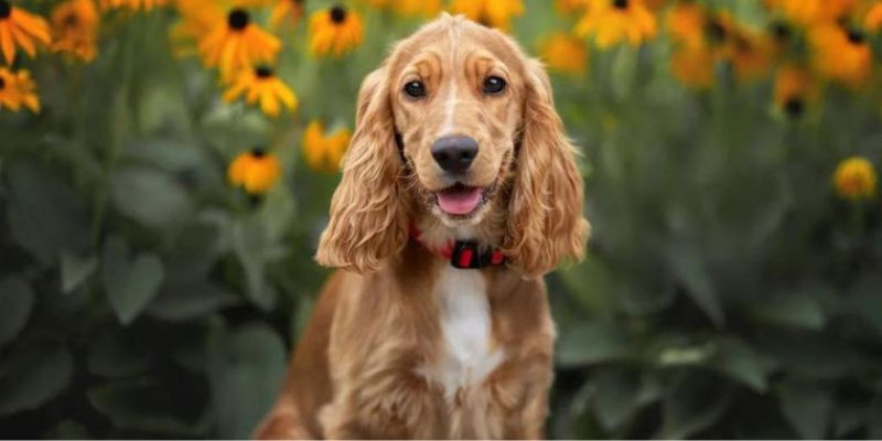 Chó Cocker Spaniel