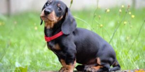 Các giống chó phổ biến và đặc điểm nổi bật của từng giống