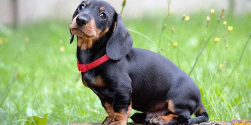 Các giống chó phổ biến và đặc điểm nổi bật của từng giống