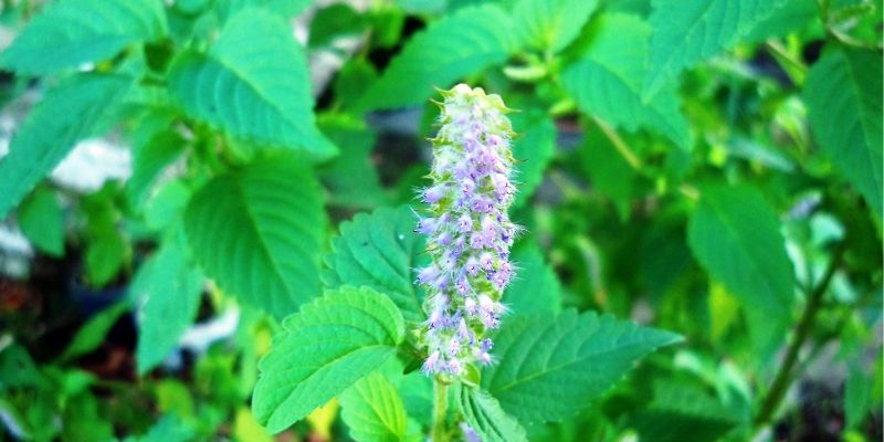 Cây kinh giới có tác dụng gì?