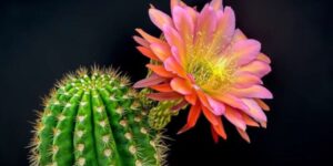 Hình ảnh hoa xương rồng đẹp