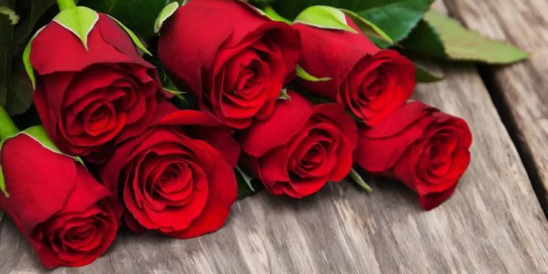 Hoa hồng trong tình yêu: Ý nghĩa của từng màu sắc