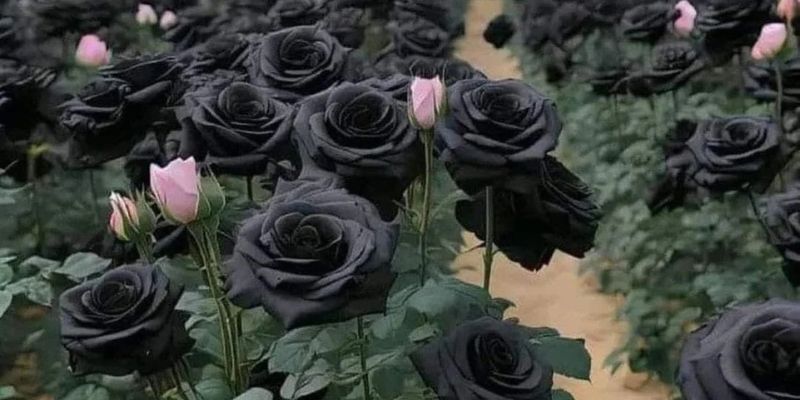 Hoa hồng trong tình yêu: Ý nghĩa của từng màu sắc