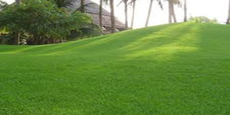 Mua hạt giống cỏ nhung Nhật - Hướng dẫn mua