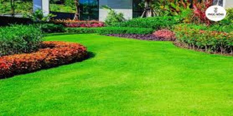 Mua hạt giống cỏ nhung Nhật