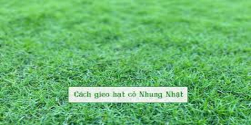 Mua hạt giống cỏ nhung Nhật