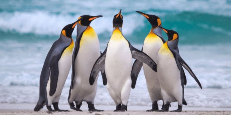 Sự thật thú vị về chim cánh cụt mà bạn chưa biết