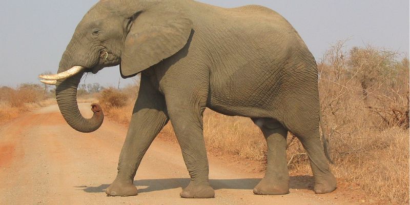 Voi có thông minh không? Những sự thật thú vị về trí tuệ của voi