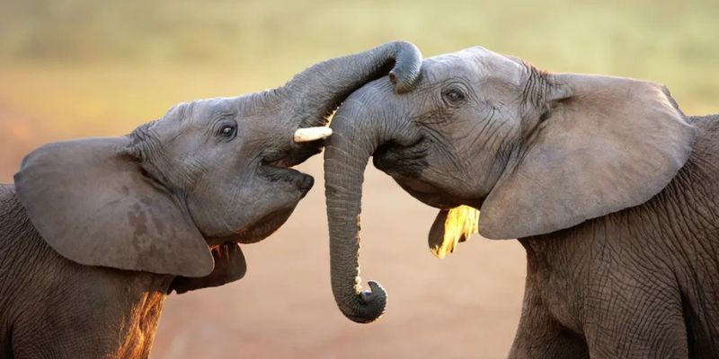 Voi có cảm xúc và thể hiện sự đồng cảm