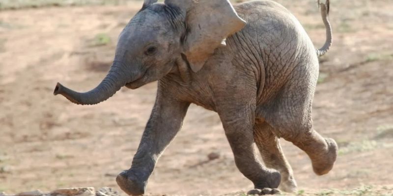 Voi có thông minh không? Những sự thật thú vị về trí tuệ của voi